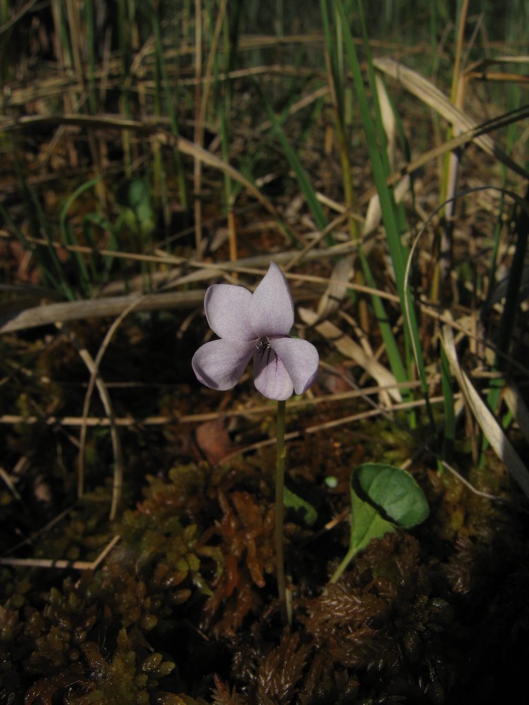 Viola palustris